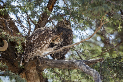 Low angle view of bird perching on tree