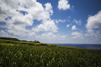Scenic view of agricultural field against sky