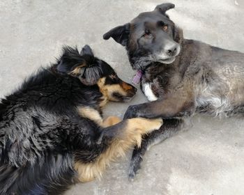 High angle view of dogs relaxing outdoors