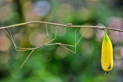 Close-up of stick insect hanging on plant