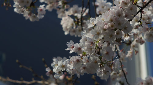 Close-up of apple blossoms in spring