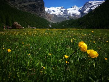 Close-up of yellow flowering plants on field