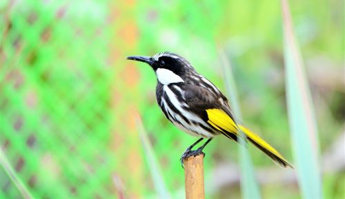 Close-up of bird perching on a plant