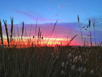 Scenic view of field against sky at sunset