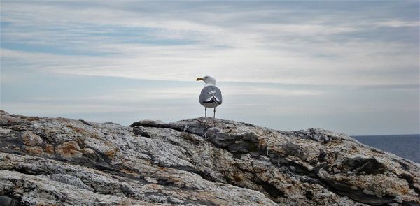 Seagull perching on rock by sea against sky