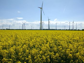 Scenic view of oilseed rape field against sky