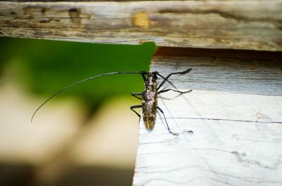 Close-up of insect