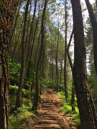 Trees in forest