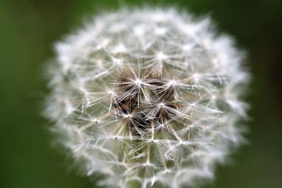 Close-up of dandelion