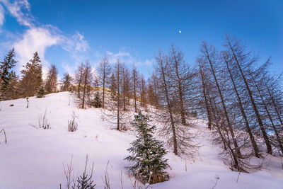 Trees on snow covered landscape