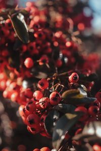 Close-up of red berries growing on tree