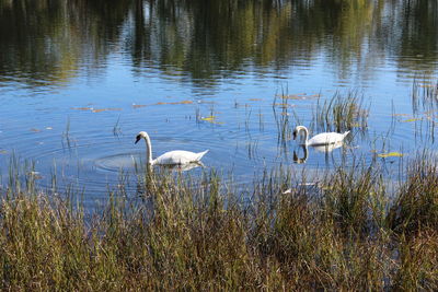 Swans swimming in lake