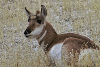 Side view of deer on field