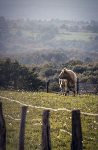 View of cow grazing on field