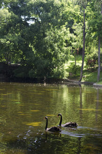 Bird swimming in lake