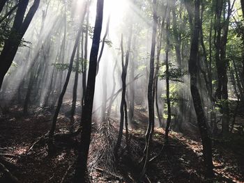 Sunlight streaming through trees in forest