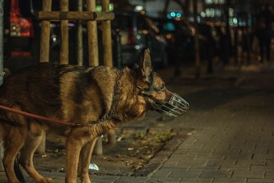 German shepherd wearing muzzle mask on street at night