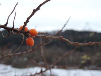 Close-up of snow on tree against sky