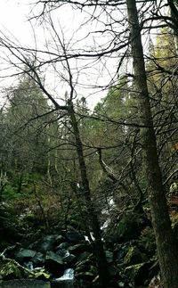 Low angle view of trees in forest