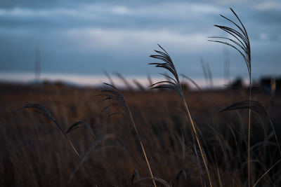 Close-up of stalks in field against cloudy sky