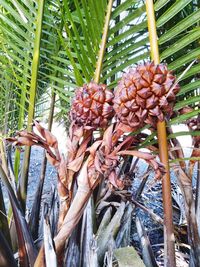 Close-up of fresh fruits on plant