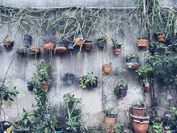 Potted plants in greenhouse
