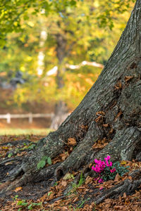 Pink flowers on tree trunk in forest