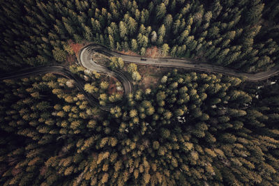 High angle view of road amidst trees