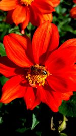 Close-up of bee on flower blooming outdoors