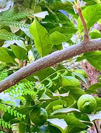 Close-up of lizard on tree