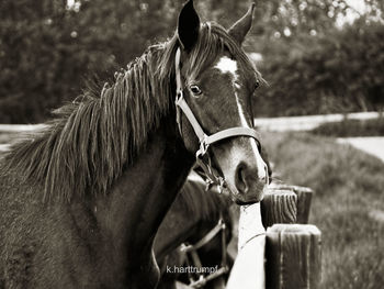 Close-up of horse by wooden fence