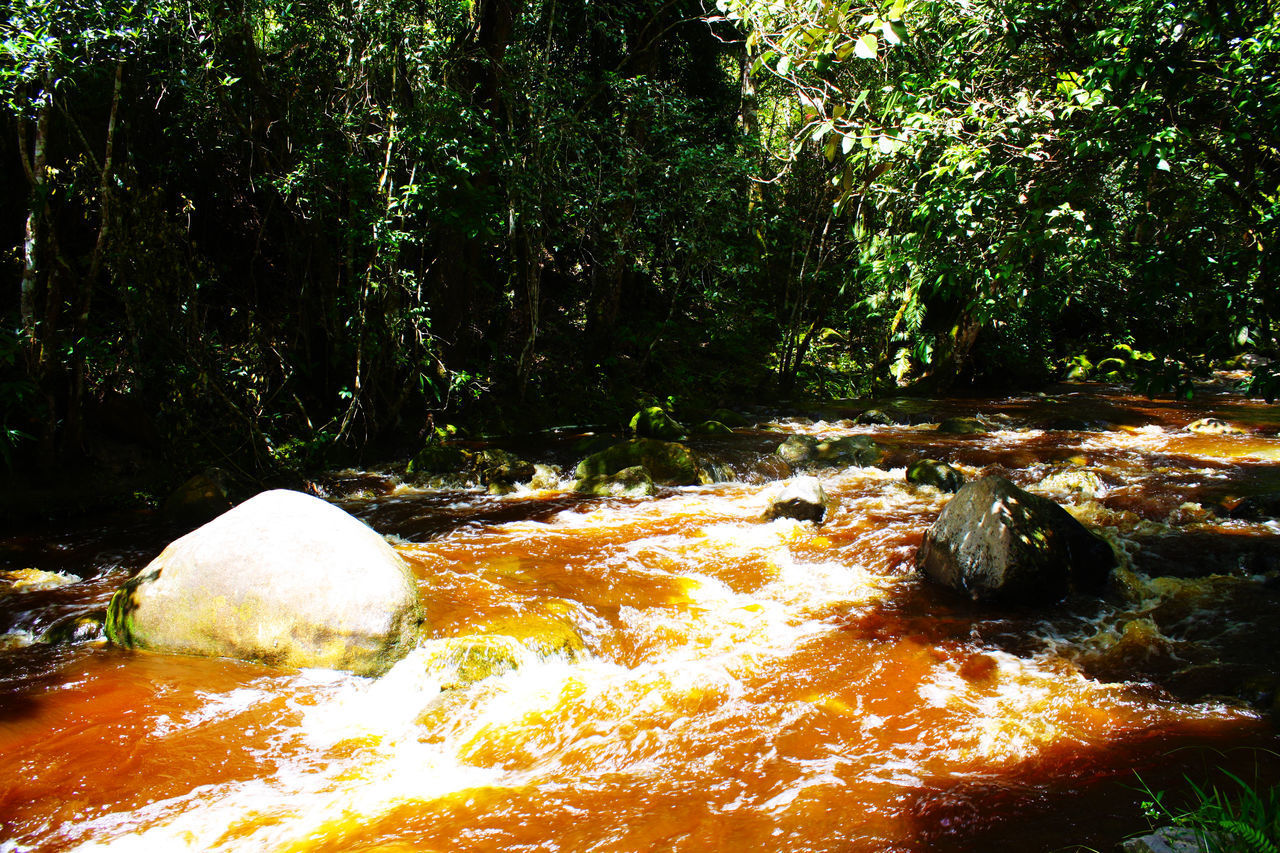 SCENIC VIEW OF RIVER FLOWING THROUGH FOREST