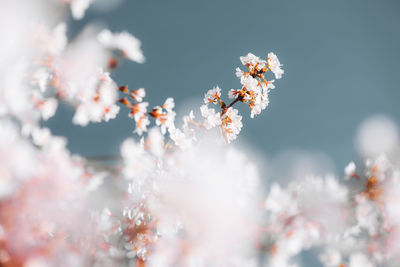 Close-up of cherry blossom