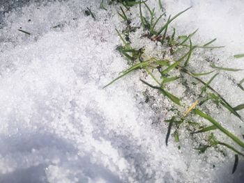 High angle view of snow covered plant