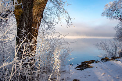Bare tree against sky during winter