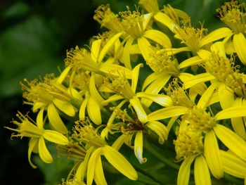 Close-up of yellow flower