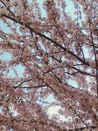 Low angle view of trees against sky