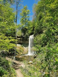 Scenic view of waterfall against trees in forest