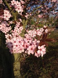 Close-up of pink flowers on tree