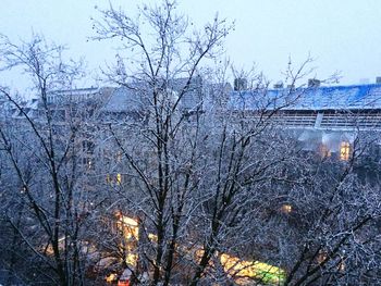 Bare trees in the dark