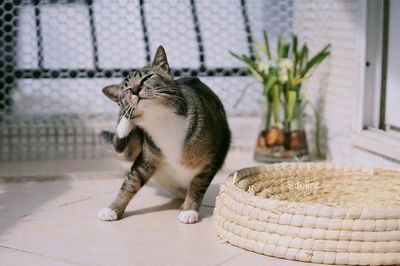 Close-up of a cat in basket