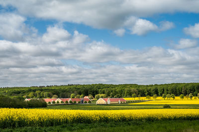 Landscape and rapeseed fields and manor house aakjær