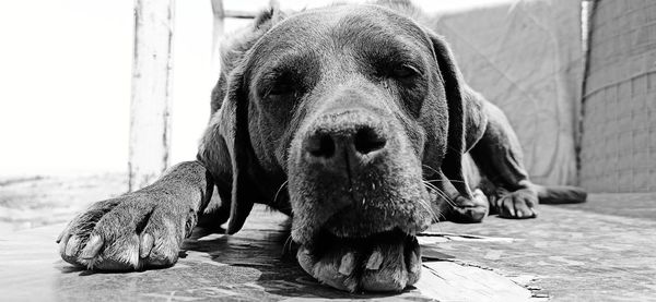 Portrait of dog relaxing on footpath