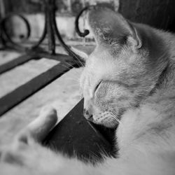 Close-up of cat sleeping