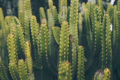 Full frame shot of succulent plant