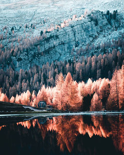 Scenic view of lake by trees during winter