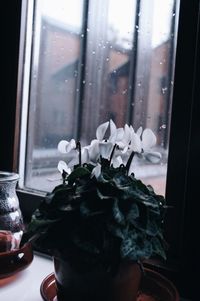 Close-up of flowers on window sill