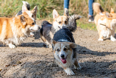 Several welsh corgi dogs play on the sandy beach by the lake on a sunny day