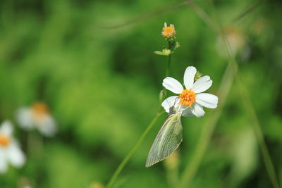 Close-up of white flowering plant