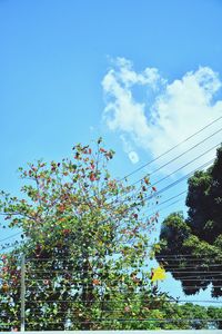 Low angle view of trees against blue sky